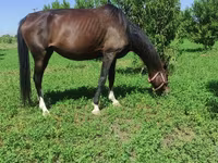 مادیان, Akhal-Teke — عکس 2