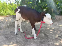 Vacă, Simmental cattle — foto 8