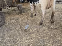 गाय, Russian Black pied cattle — फ़ोटो 1