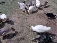 Geese — foto 2