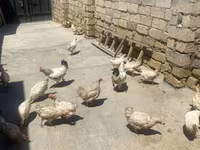 لگهورن — عکس 1