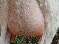 Koza, Alpine goat — foto 2