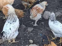 Chickens — รูปภาพ 2