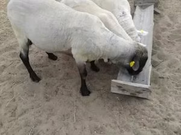 قوچ, Tsigai sheep