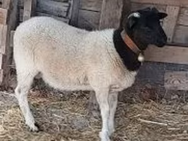 แกะตัวผู้, Dorper sheep