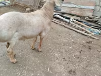 Montone, Arashan sheep — foto 3