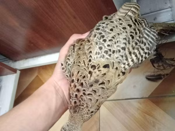 Guinea fowl