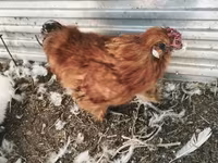 Silkie — foto 7