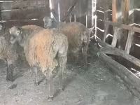 የጎትት አውራ በግ, Sheep — ፎቶ 2