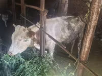 Bovine (lot, sex nespecificat), Bovine — foto 4