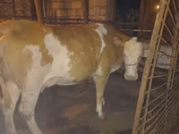 Krava, Simmental cattle — foto 1