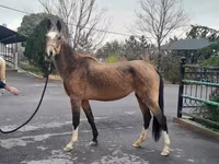 ม้าตัวเมีย, Akhal-Teke — รูปภาพ 1
