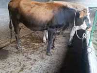 Крава, Swiss cattle — снимка 1