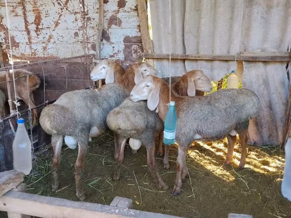 قوچ, Arashan sheep