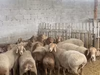 Schaf, Arashan sheep — Foto 2