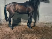 Cavallo, Cavalli — foto 1