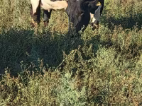 Lo’, Holstein breed — sawirka 5