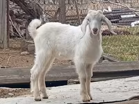Țap, Damask goat — foto 3