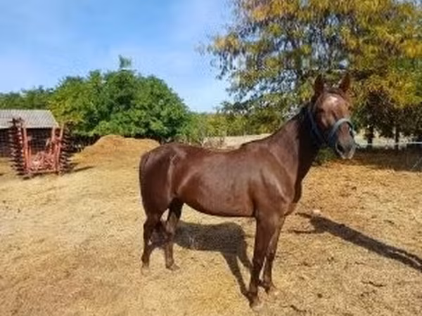 گھوڑی, Standardbred