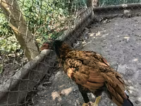 Chickens — 5 зураг