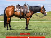 Kůň, Quarter Horse — foto 1