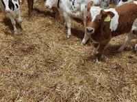 Rundvee (partij, geslacht niet gespecificeerd), Simmental cattle — foto 8