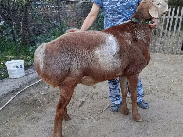 Montone, Arashan sheep