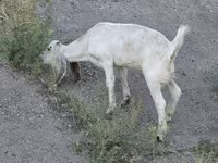 بز ماده, Beetal goats — عکس 4