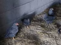 Chickens — foto 4