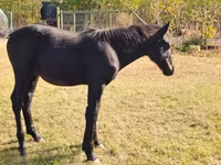 At, Nonius horse — foto 3