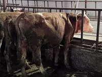 Bou, Simmental cattle — foto 3