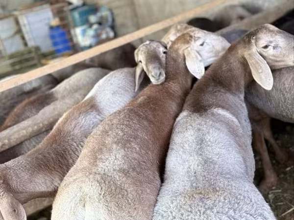 Pecore (lotto, sesso non specificato), Arashan sheep