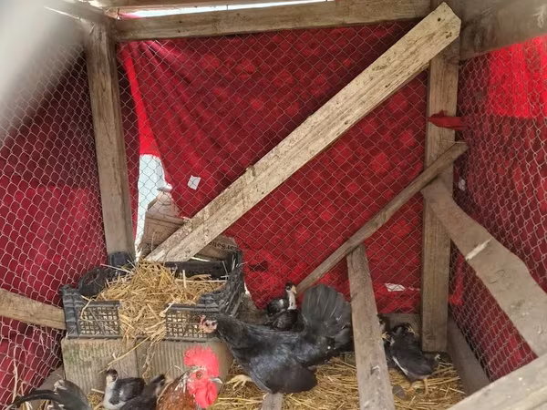 Chickens