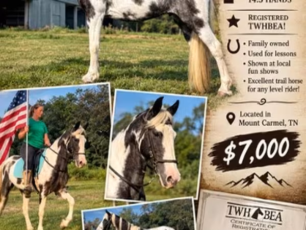 Klisna, Pinto horses