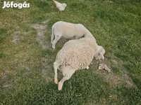Хонь (бүлэг, хүйс заагаагүй), Хонь — 4 зураг
