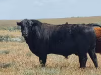 Bò đực, Aberdeen – Angus — ảnh 1