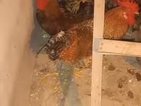 Chickens — Foto 1