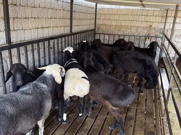 Ram, Rhon sheep