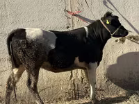 گاو ماده, Russian Black pied cattle — عکس 2