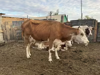 วัวตัวเมีย, Simmental cattle — รูปภาพ 1