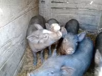 หมูป่าตัวผู้, หมู — รูปภาพ 5