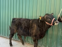 காளை, Charolais cattle — புகைப்படம் 2