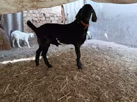 Jarac, Nubian Goat — fotografija 4