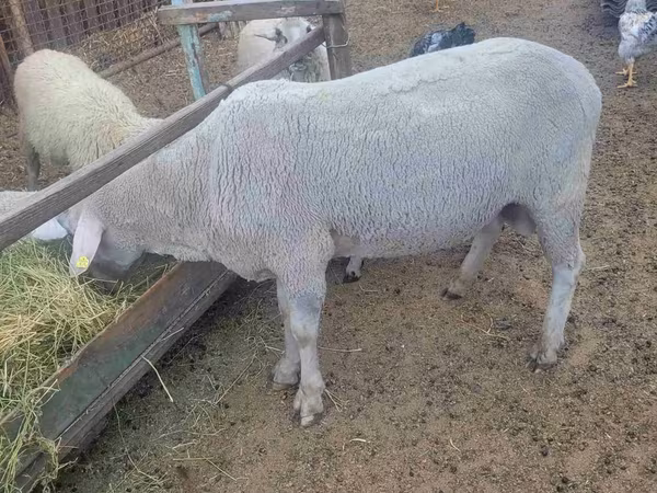 Baran, Merino sheep — Mołdawia