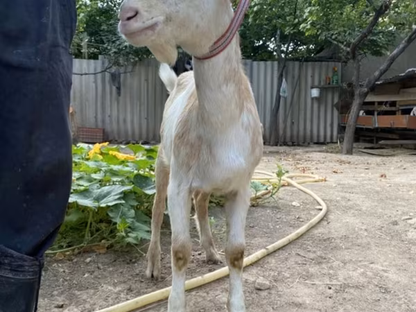 암염소, Saanen goat