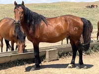 مادیان, Horse breed — عکس 1