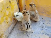 सिल्की — फ़ोटो 2
