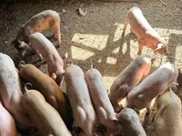 Doofaar lab, Pigs — sawirka 5