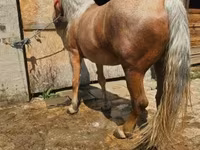 Faras dhaddig, Horses — sawirka 2