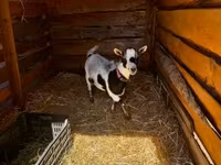 Cabra, Cabras — foto 2